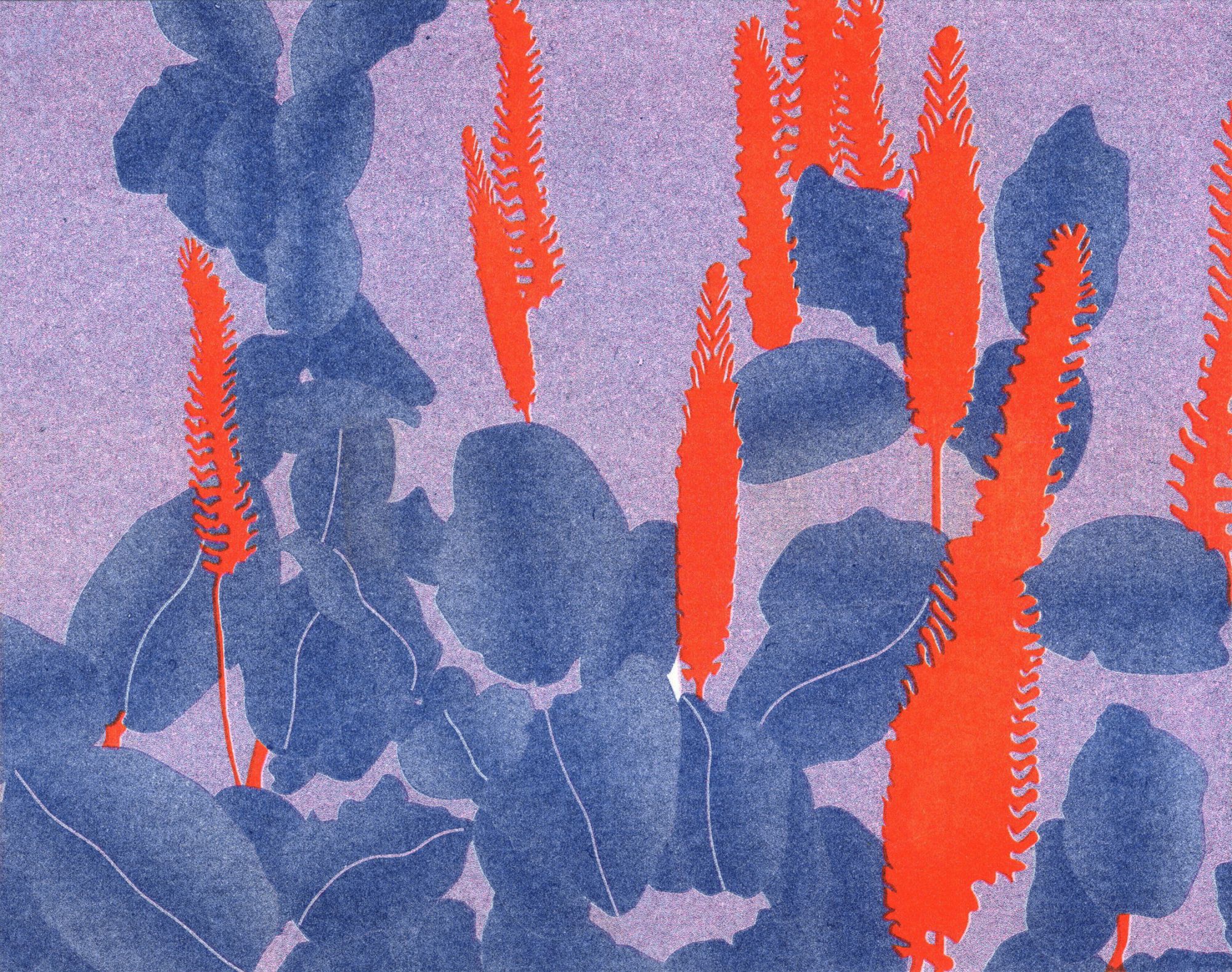 Fittoria Albivenis, Liese Schmidt