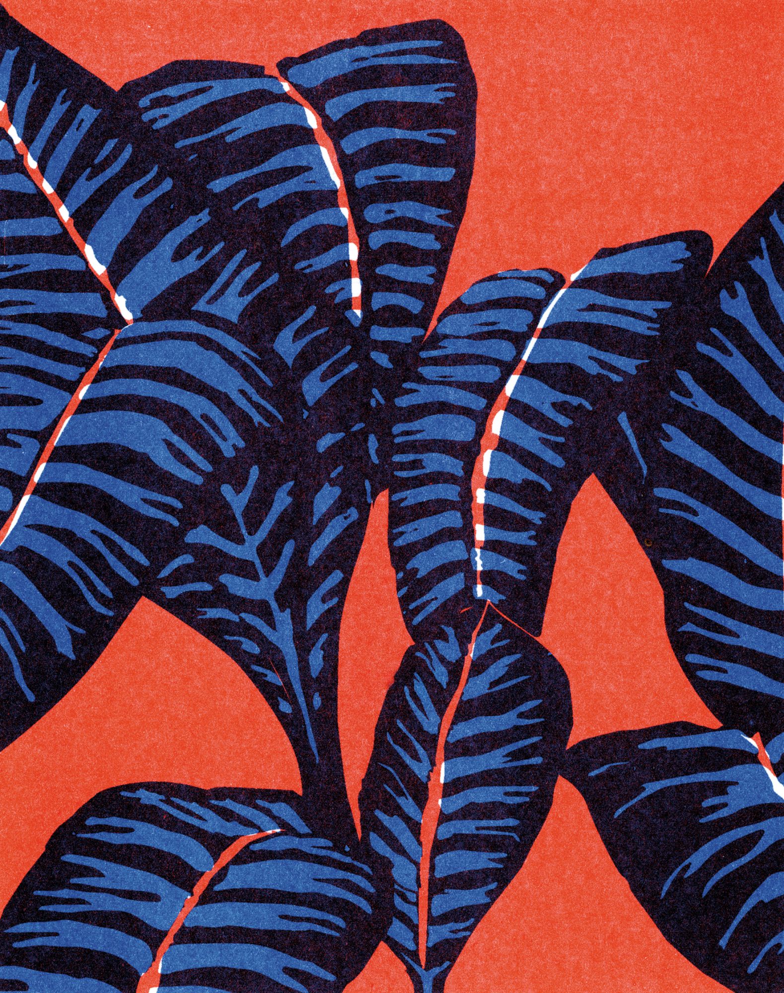 Calathea Zebrina, Maria Cruz Capelo